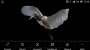 computer:jabiru2.png