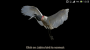 computer:jabiru1.png